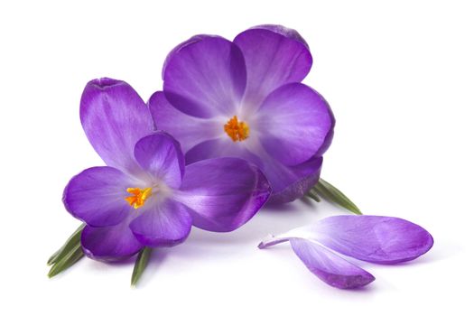 crocus on white background - fresh spring flowers