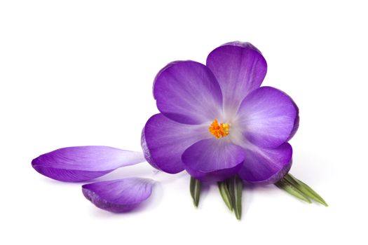 crocus on white background - fresh spring flowers