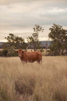 Longhorn cow in the paddock during the afternoon in Queensland