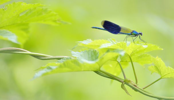 blue dragonfly in forest (coleopteres splendens)