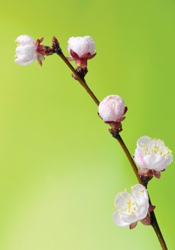 Macro of blooming fruit tree brunch in spring time