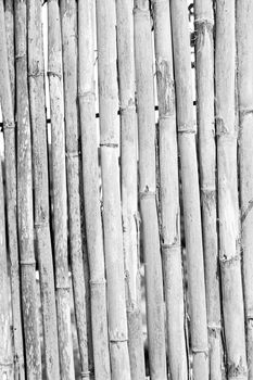 background     texture bamboo wood and plant in the abstract 