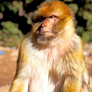 old monkey in africa morocco and natural background fauna close up