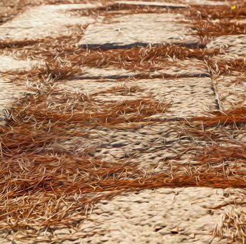 pine needles  in arykanda antalya turkey asia   and ruins