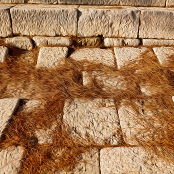 pine needles  in arykanda antalya turkey asia   and ruins