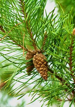 Small Closed Pine Cones into Green Fir Branches Outdoors. Focus on Fir Cone