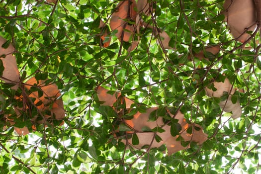 Bottom view of Green leaves background