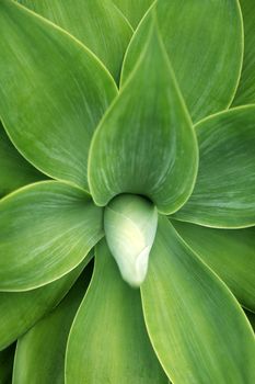 Green leafs for background, soft focus