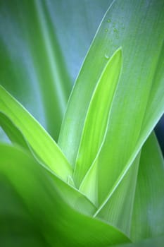 Green leafs for background, soft focus