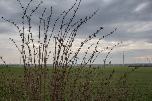 Detail of a bush in the late winter / early spring. Behind the bush already green field and wind turbines in the background. Cloudy rainy morning sky.