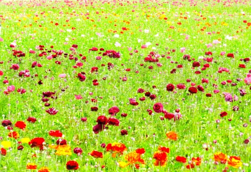 flowers field with green leaves in spring season