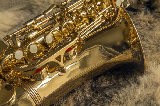 Golden saxophone on natural fur a wild Wolf