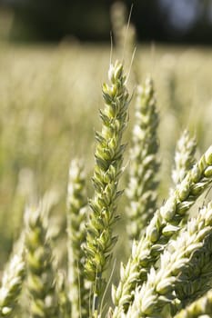   Agricultural field on which grow yellowed ripe wheat, on the tree grows