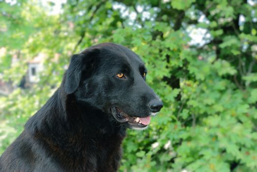 Portrait of a black dog on a green background.