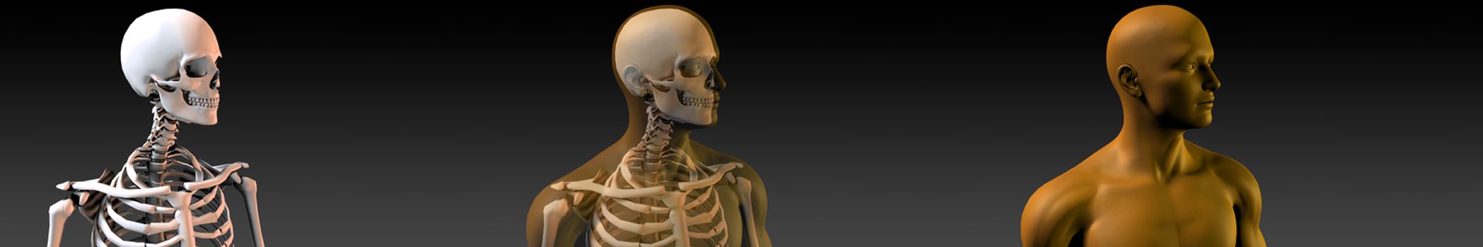 Human Body and Skeleton Anatomy Xray Concept