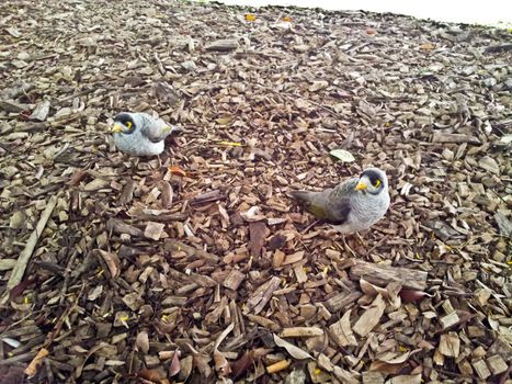 Birds are standing on Wooden chips