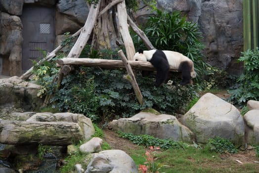 Cute giant panda (Ailuropoda melanoleuca) in wildlife