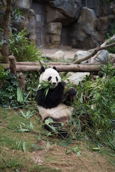 Cute giant panda (Ailuropoda melanoleuca) in wildlife