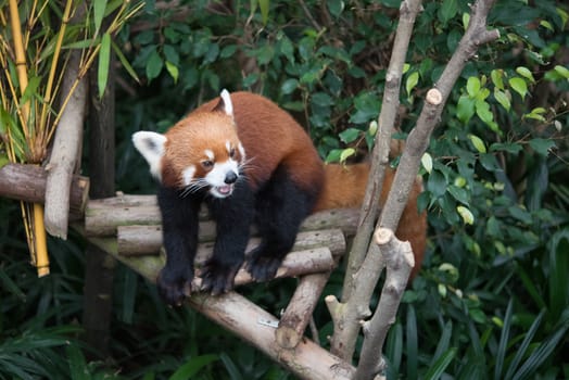 Cute red panda (Ailurus fulgens) in wildlife