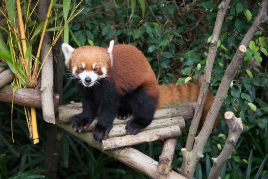 Cute red panda (Ailurus fulgens) in wildlife