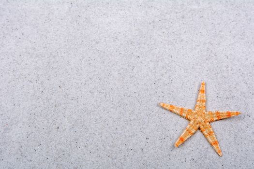 Orange starfish on a grey sand background