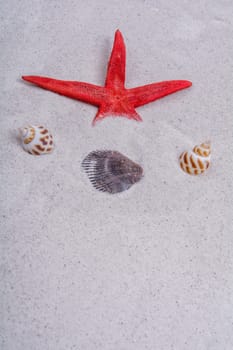 Red starfish and shells on a grey sand background