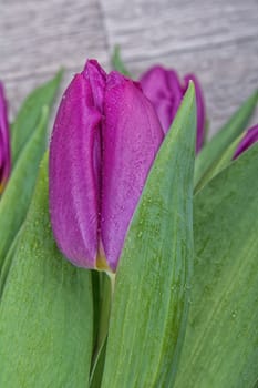 Violet tulips o a grey wooden background