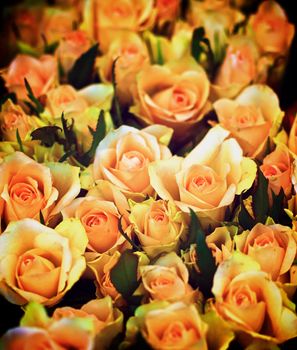 Background of Beauty Peach Avalanche Roses with Leafs Outdoors. Focus on Center 