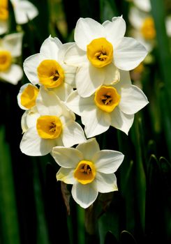 Bunch of Wild White Daffodils on Blurred Natural background Outdoors. Focus on Foreground