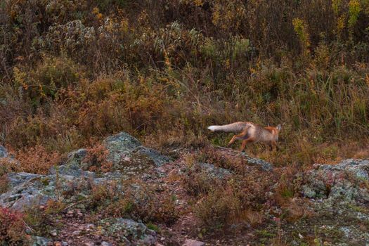 Red fox in autumn taiga