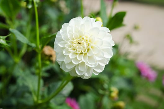 one lovely flower white and beutiful from the family dahlia