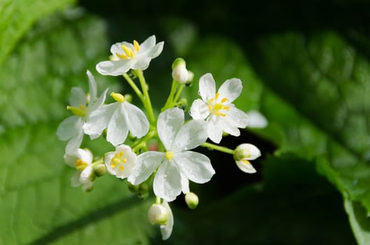 a beutiful white flower with raindrop and sun on it