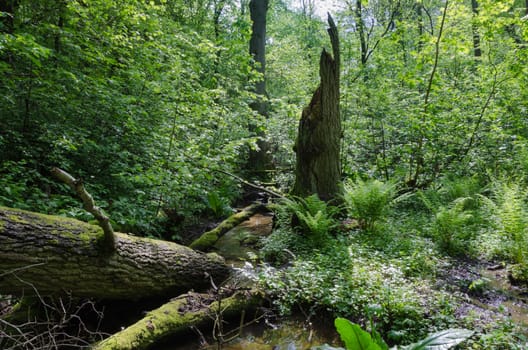 old forest with trees and water and the sun is there