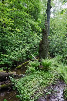 old forest with trees and water and the sun is there