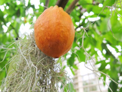 one orange and lovely cocoa bean hanging in the tree