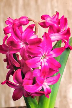 Beautiful bright pink flowers of hyacinth and green leaves.