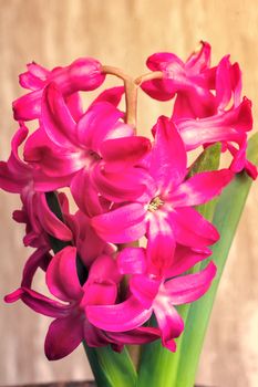Beautiful bright pink flowers of hyacinth and green leaves.