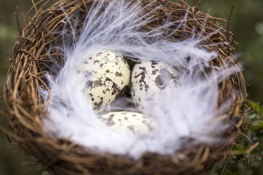 Happy Easter Quail eggs in nest with feather outside France