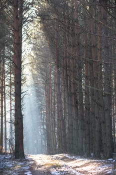 sunlight in the green forest, nature series