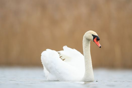 swan on blue lake in sunny day, swans on pond, nature series