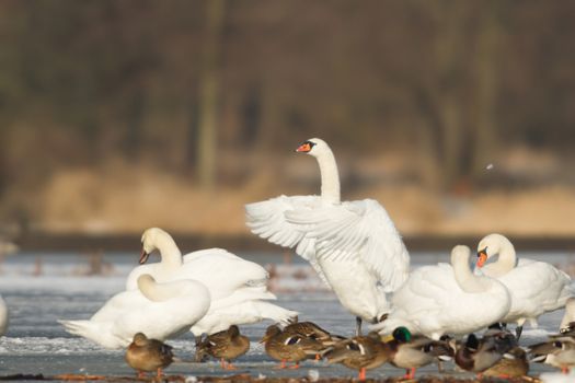 swan on blue lake water in sunny day, swans on pond, nature series