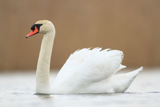 swan on blue lake in sunny day, swans on pond, nature series