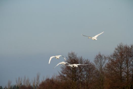 swan on blue lake water in sunny day, swans on pond, nature series