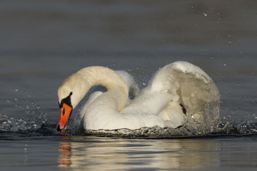 swan on blue lake water in sunny day, swans on pond, nature series