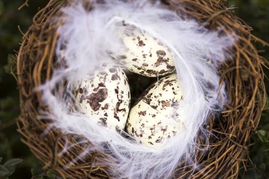 Happy Easter Quail eggs in nest with feather outside France