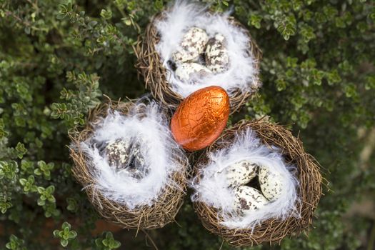 Happy Easter Quail eggs in nest with feather outside France