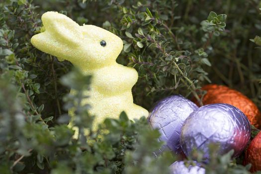 Happy Easter Quail eggs in nest with feather outside France