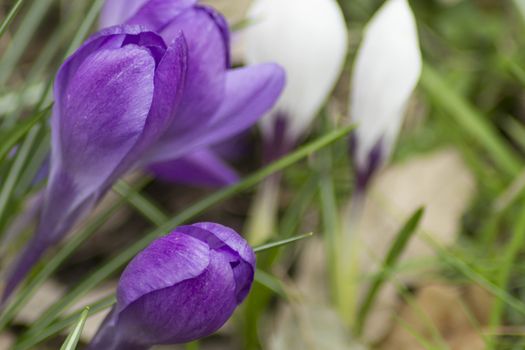 Purple and white petals in spring.