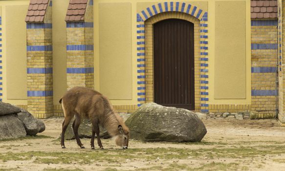 Elk or deer in Berlin Zoo in Europe.