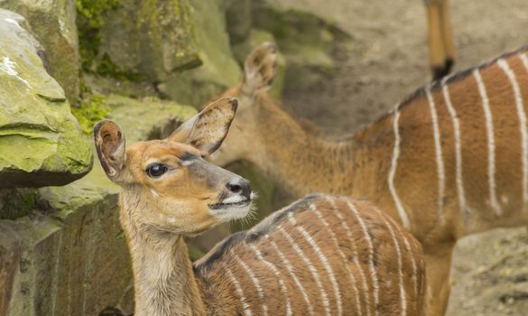 Elk or deer in Berlin Zoo in Europe.